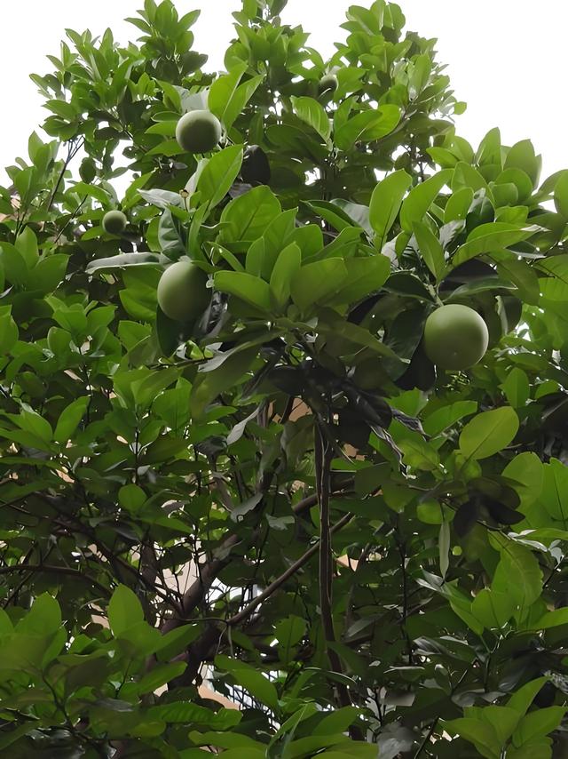 天赋树选择详解：在决战私服中打造你的独特流派